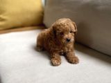 Fazla Yakışıklı Red Toy Poodle Oğlumuz