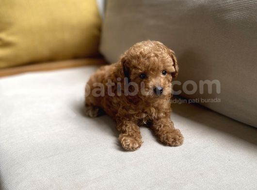 Fazla Yakışıklı Red Toy Poodle Oğlumuz görsel