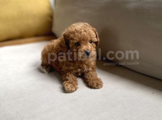Fazla Yakışıklı Red Toy Poodle Oğlumuz görsel