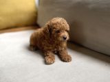 Fazla Yakışıklı Red Toy Poodle Oğlumuz