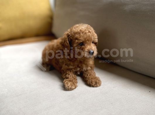 Fazla Yakışıklı Red Toy Poodle Oğlumuz görsel