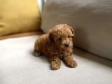Fazla Yakışıklı Red Toy Poodle Oğlumuz