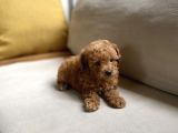 Fazla Yakışıklı Red Toy Poodle Oğlumuz