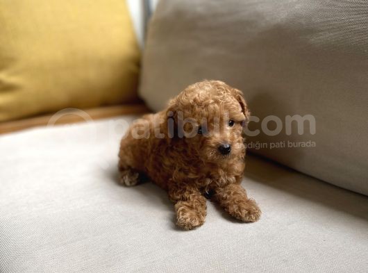 Fazla Yakışıklı Red Toy Poodle Oğlumuz görsel