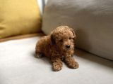 Fazla Yakışıklı Red Toy Poodle Oğlumuz