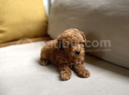 Fazla Yakışıklı Red Toy Poodle Oğlumuz görsel