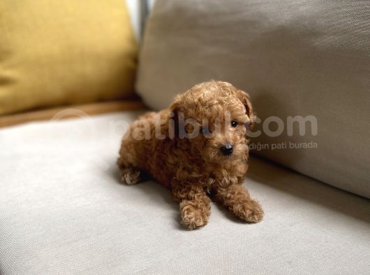 Fazla Yakışıklı Red Toy Poodle Oğlumuz görsel