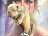 French Bulldog Egzoti̇k Renkler