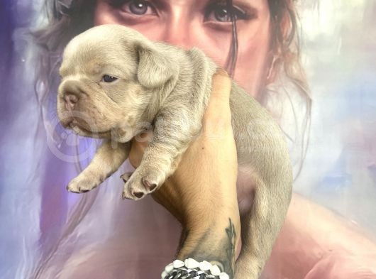 French Bulldog Egzoti̇k Renkler görsel