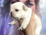 FRENCH BULLDOG EGZOTİK RENKLER