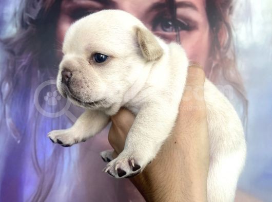 French Bulldog Egzoti̇k Renkler