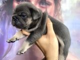 French Bulldog Egzoti̇k Renkler