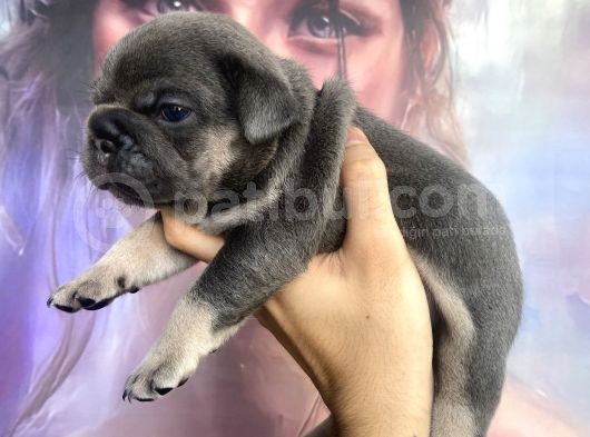 French Bulldog Egzoti̇k Renkler görsel