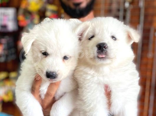 Ayi̇ Yavrusu Samoyed A Kali̇te Irk görsel