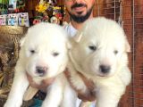 AYİ YAVRUSU SAMOYED A KALİTE IRK