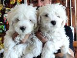 BEMBEYAZ MALTESE TERRİER 0 NUMARA