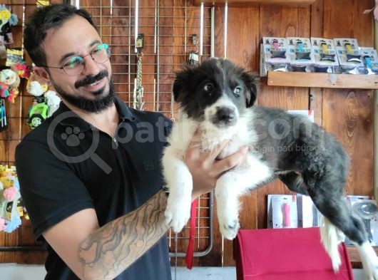Dunyani̇n En Zeki̇ Irki Border Collie görsel