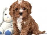 Xxs Red Cavapoo Yavru