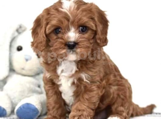 Xxs Red Cavapoo Yavru görsel