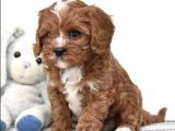Xxs Red Cavapoo Yavru