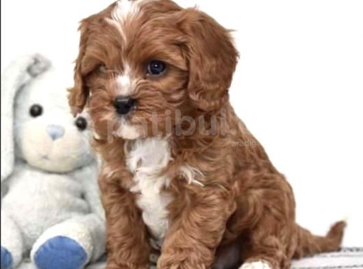 Xxs Red Cavapoo Yavru görsel