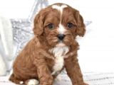 Xxs Red Cavapoo Yavru