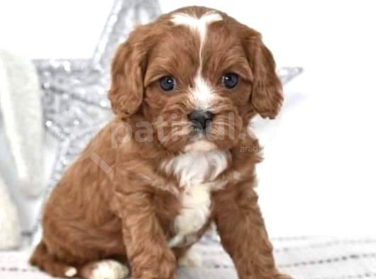 Xxs Red Cavapoo Yavru görsel