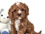 XXS RED CAVAPOO YAVRU