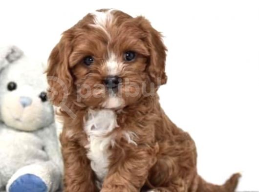 Xxs Red Cavapoo Yavru