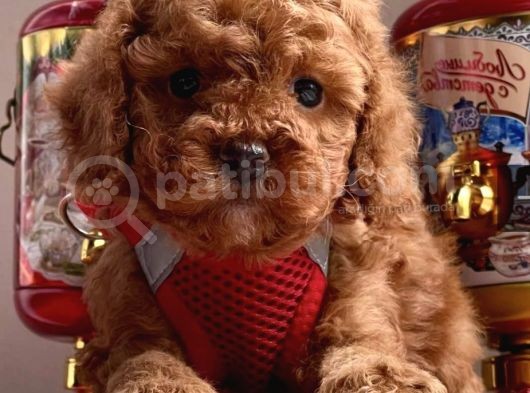 Koreni̇n Asi̇l Bebekleri̇ Toy Poodle Yavrularimiz görsel