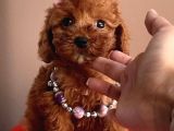 KORENİN ASİL BEBEKLERİ TOY POODLE YAVRULARIMIZ