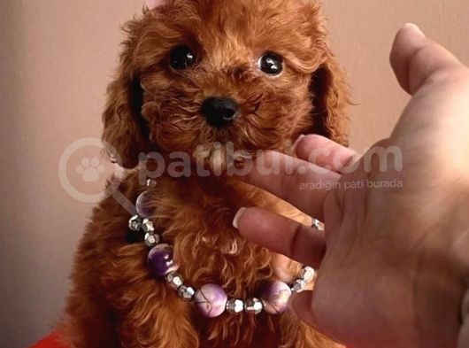 Koreni̇n Asi̇l Bebekleri̇ Toy Poodle Yavrularimiz