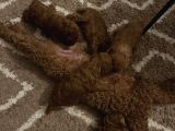 Poodle Yavrular Yeni Yuvasını Arıyor