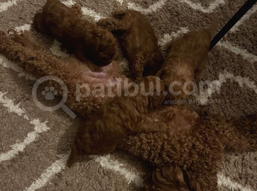 Poodle Yavrular Yeni Yuvasını Arıyor görsel