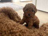 Poodle Yavrular Yeni Yuvasını Arıyor