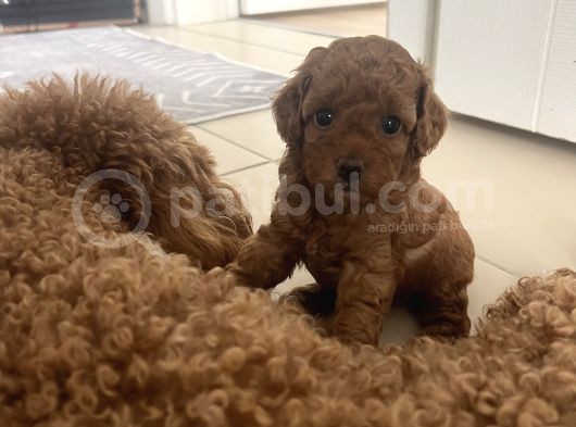 Poodle Yavrular Yeni Yuvasını Arıyor görsel