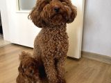 Poodle Yavrular Yeni Yuvasını Arıyor