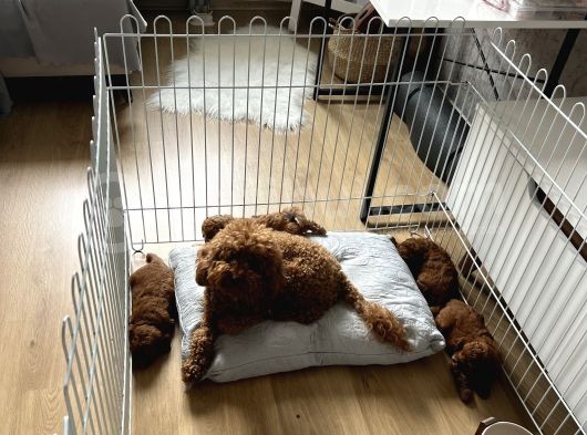 Poodle Yavrular Yeni Yuvasını Arıyor görsel