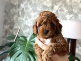 Poodle Yavrular Yeni Yuvasını Arıyor