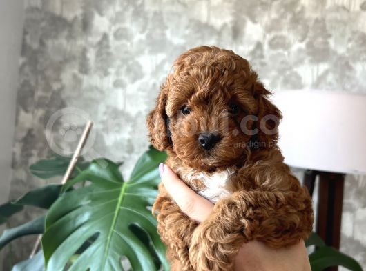 Poodle Yavrular Yeni Yuvasını Arıyor görsel