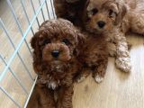 Poodle Yavrular Yeni Yuvasını Arıyor