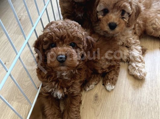 Poodle Yavrular Yeni Yuvasını Arıyor görsel