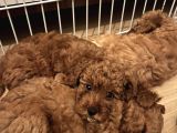 Poodle yavrular yeni yuvasını arıyor