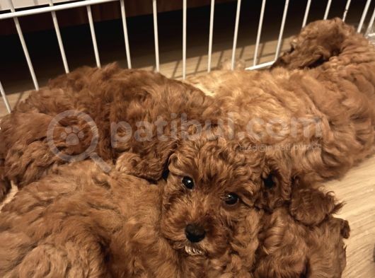 Poodle Yavrular Yeni Yuvasını Arıyor