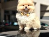 Orji̇nal Pomerani̇an Boo Di̇şi̇ Yavru