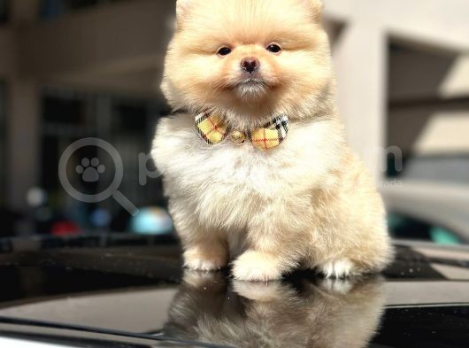 Orji̇nal Pomerani̇an Boo Di̇şi̇ Yavru görsel
