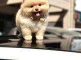 Orji̇nal Pomerani̇an Boo Di̇şi̇ Yavru