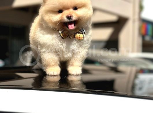 Orji̇nal Pomerani̇an Boo Di̇şi̇ Yavru görsel