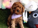 Koreni̇n Asi̇l Bebekleri̇ Toy Poodle Yavrularimiz