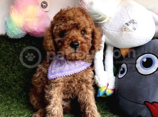 Koreni̇n Asi̇l Bebekleri̇ Toy Poodle Yavrularimiz görsel